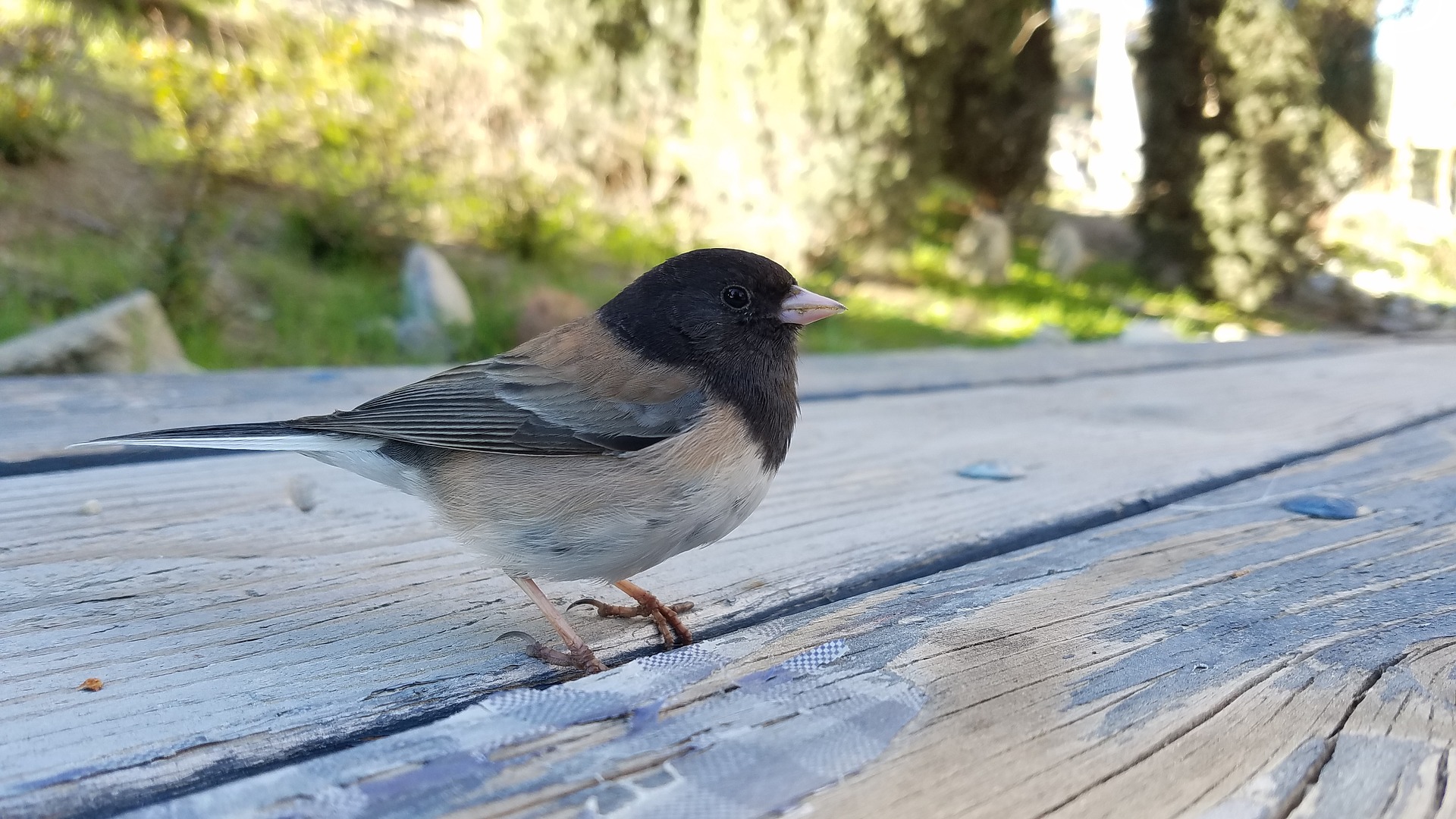 dark-eyed-junco-2145228_1920