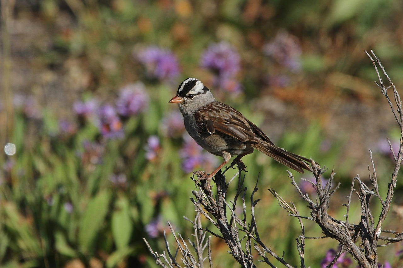 white-crowned-sparrow-1921800_1280