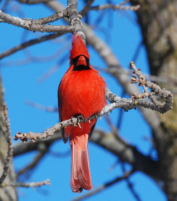 cardinal-646939_1920