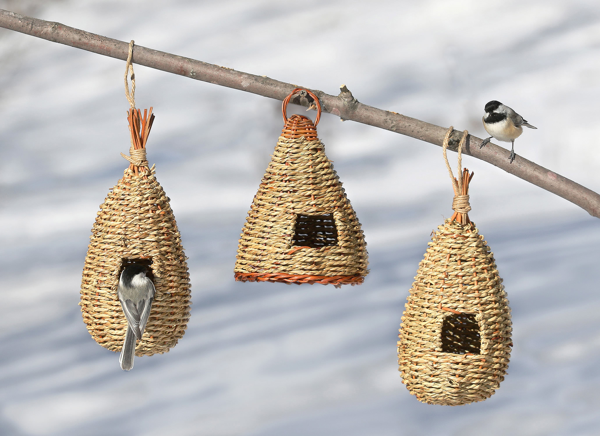 Protective Homes For SongBirds During Winter Season