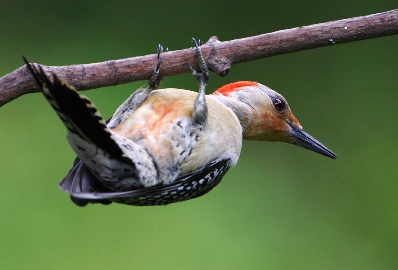 Jane’s Deck Of Birds- Red Bellied Woodpecker