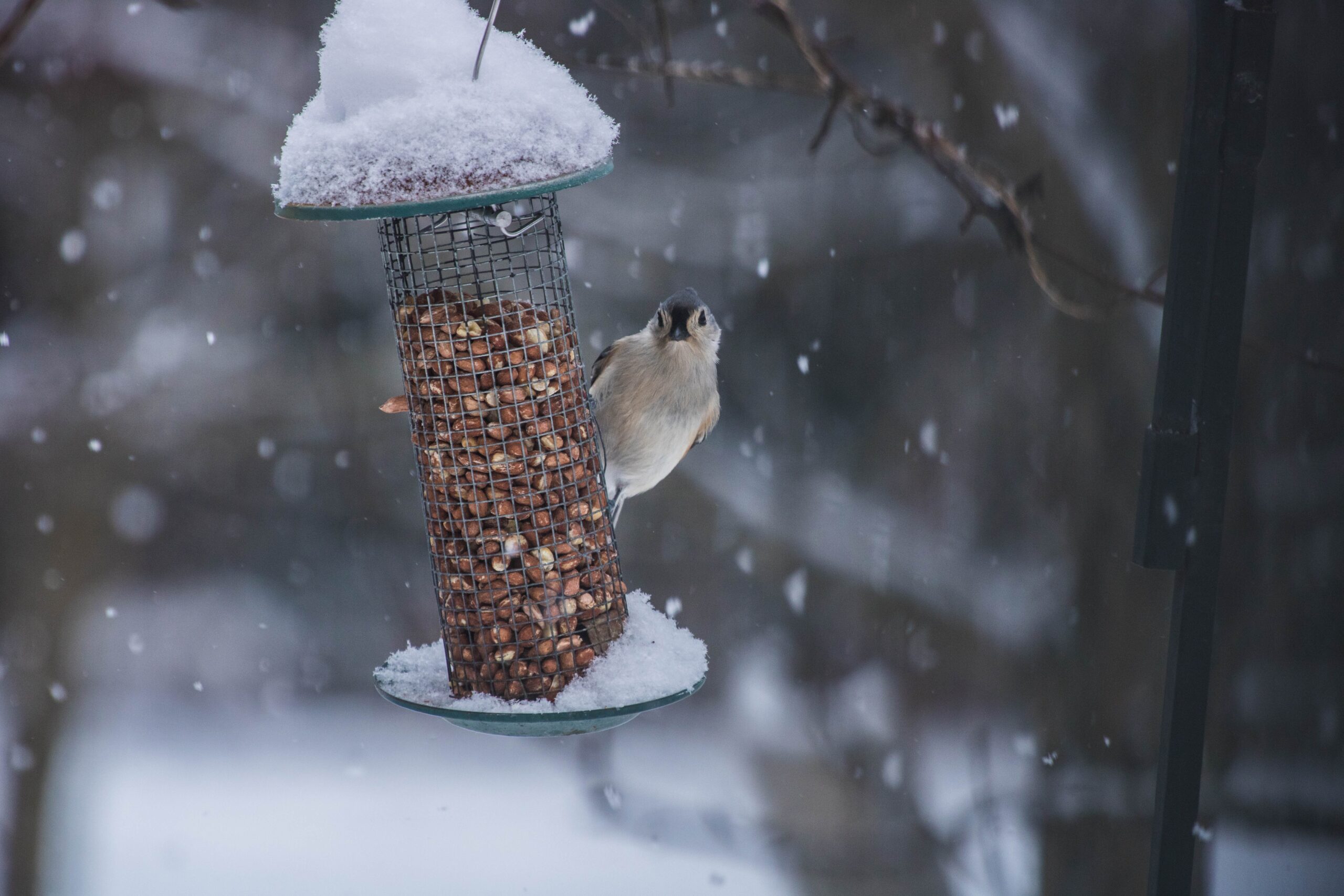 Helping Birds in the Winter