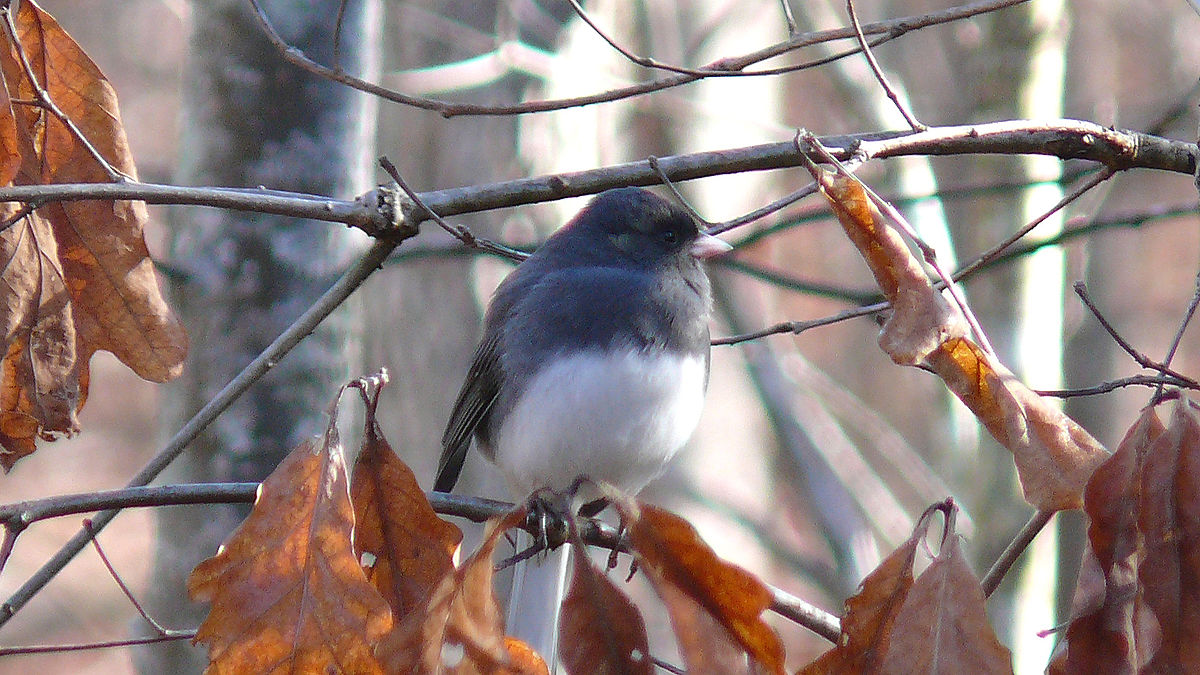 Jane’s Deck Of Birds – Dark Eyed Junco