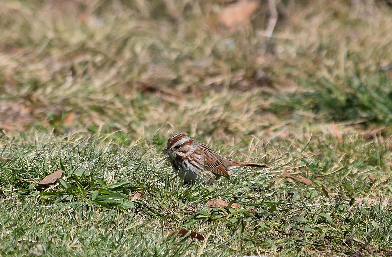 Jane’s Deck Of Birds- Song Sparrow