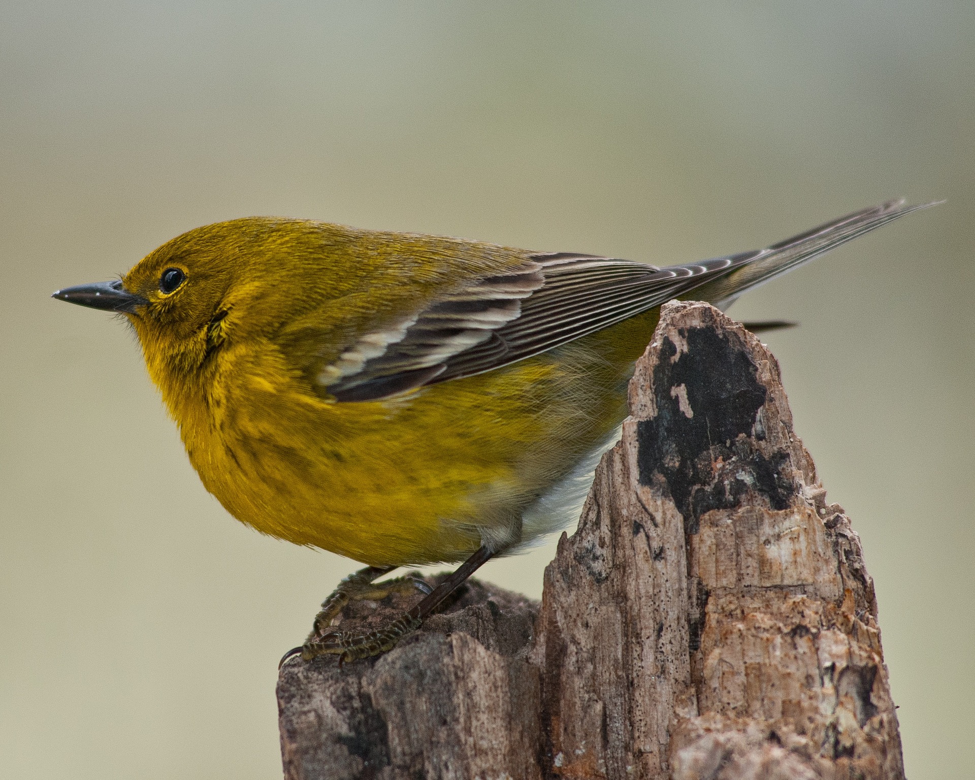 Jane’s Deck Of Birds – Pine Warbler