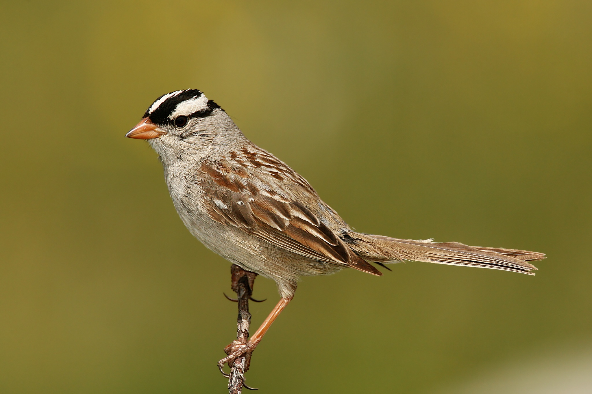 Jane’s Deck of Birds- White-Crowned Sparrow