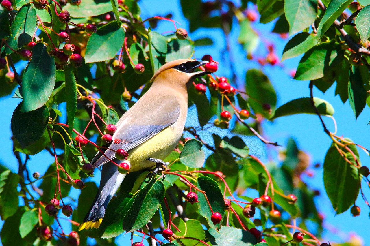 Jane’s Deck Of Birds – Cedar Waxwings