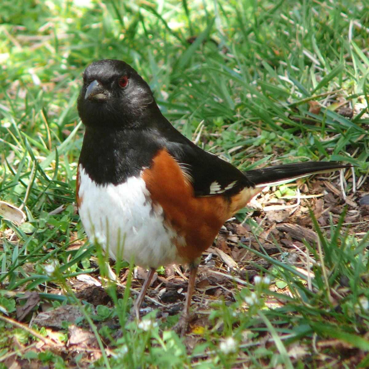 Jane’s Deck Of Birds – Eastern Towhee