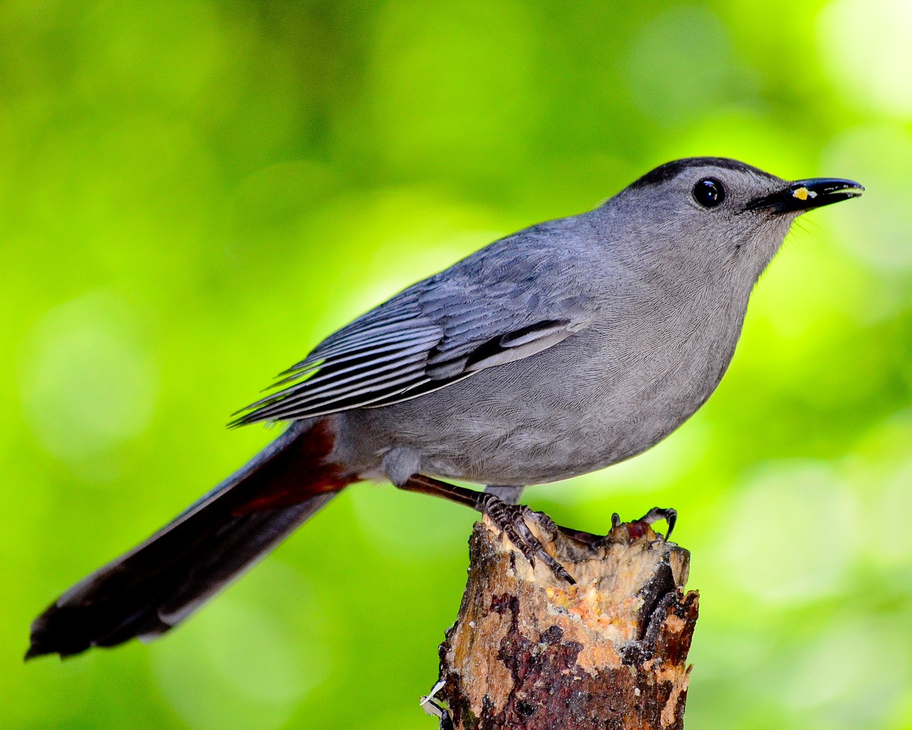 Jane’s Deck Of Birds – CatBird