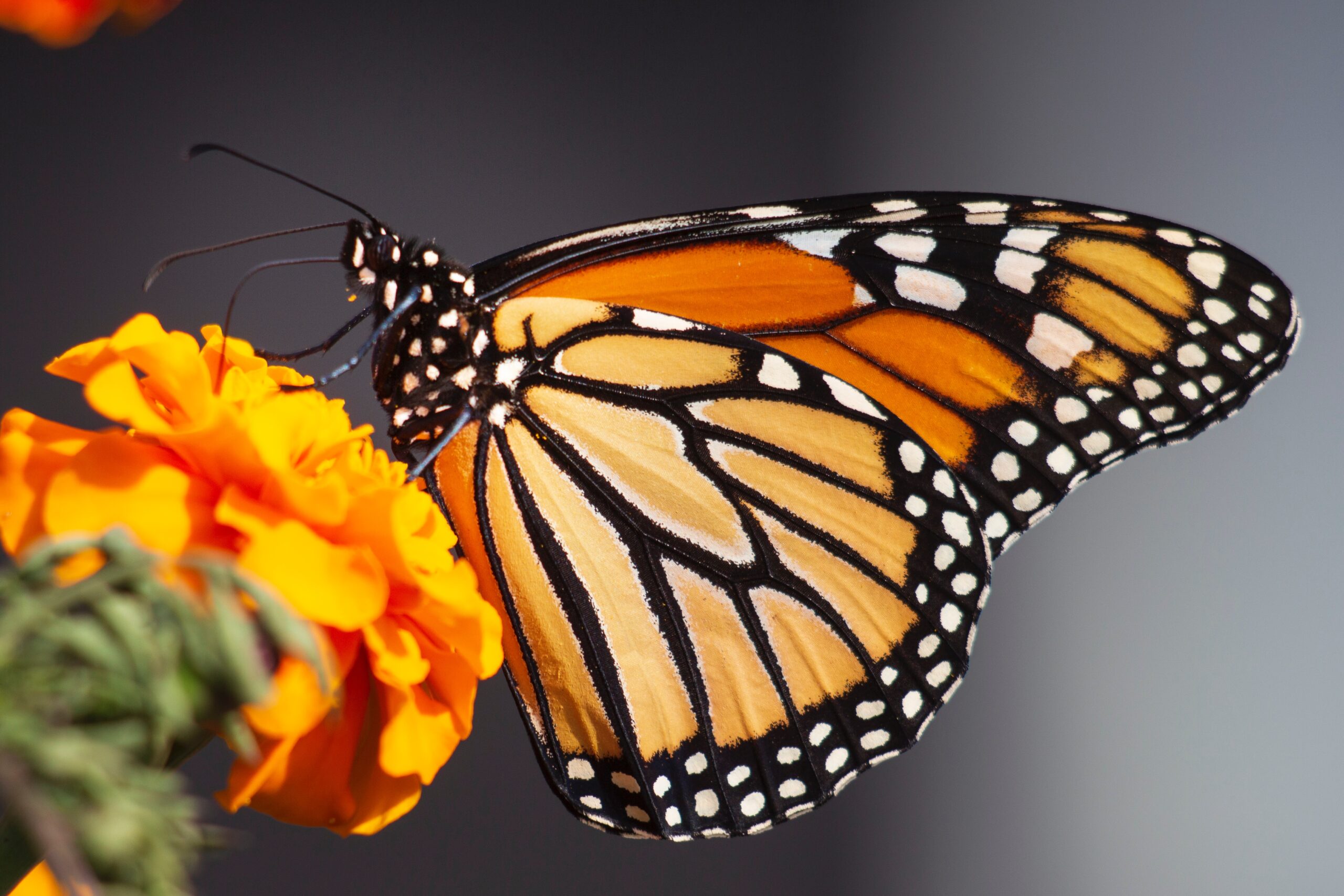 THE MONARCH IS ON THE MOVE