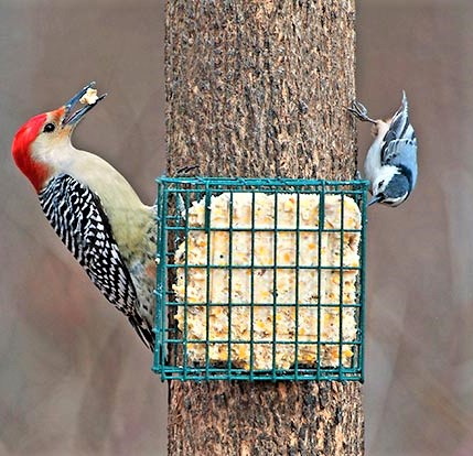 TIME TO PUT THE SUET OUT