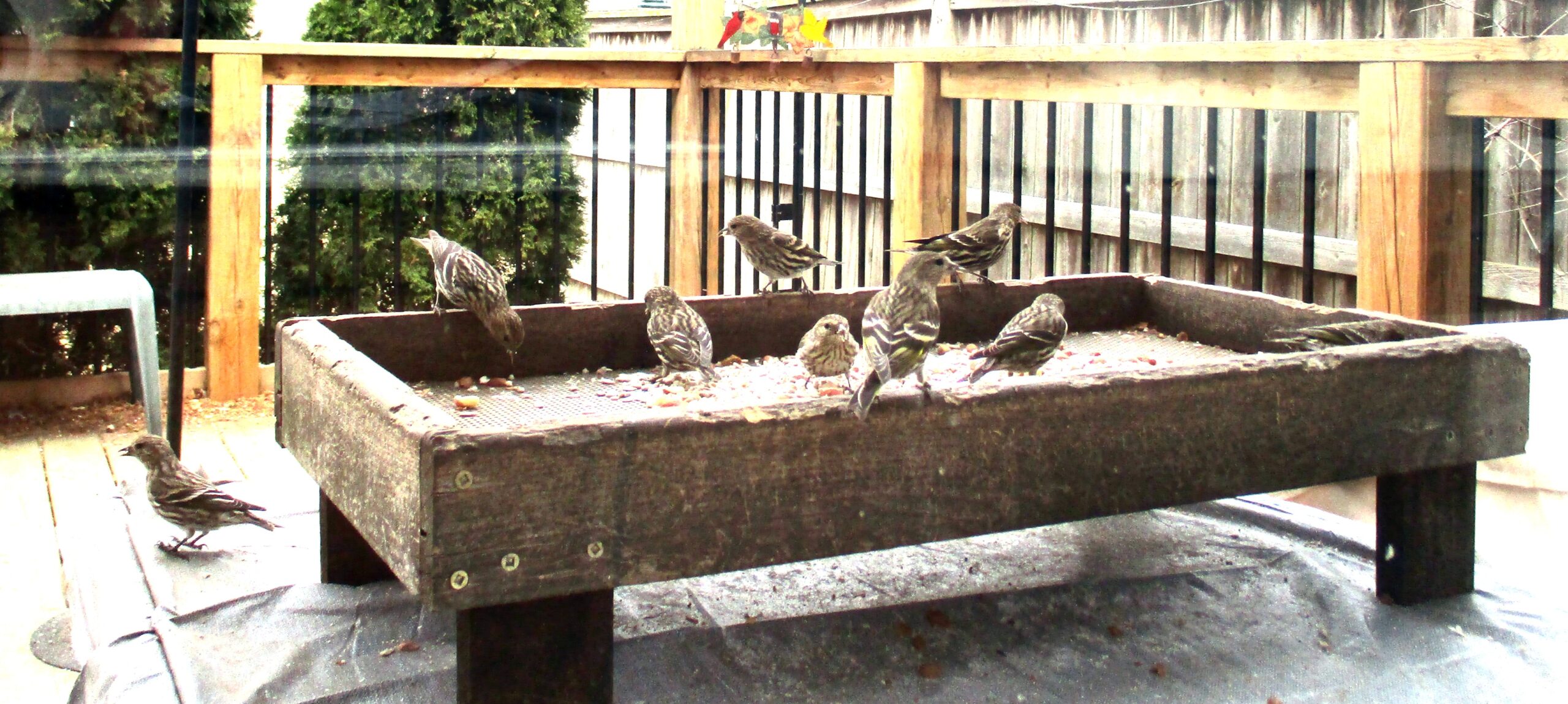 Pine Siskins, Will they Stay or Will They Go?