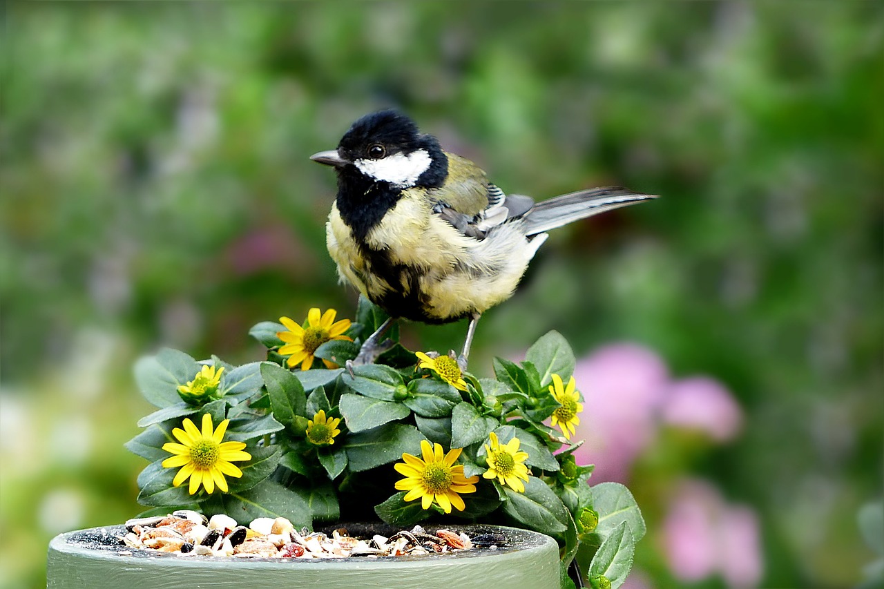 How to Make Your Garden Bird-Friendly