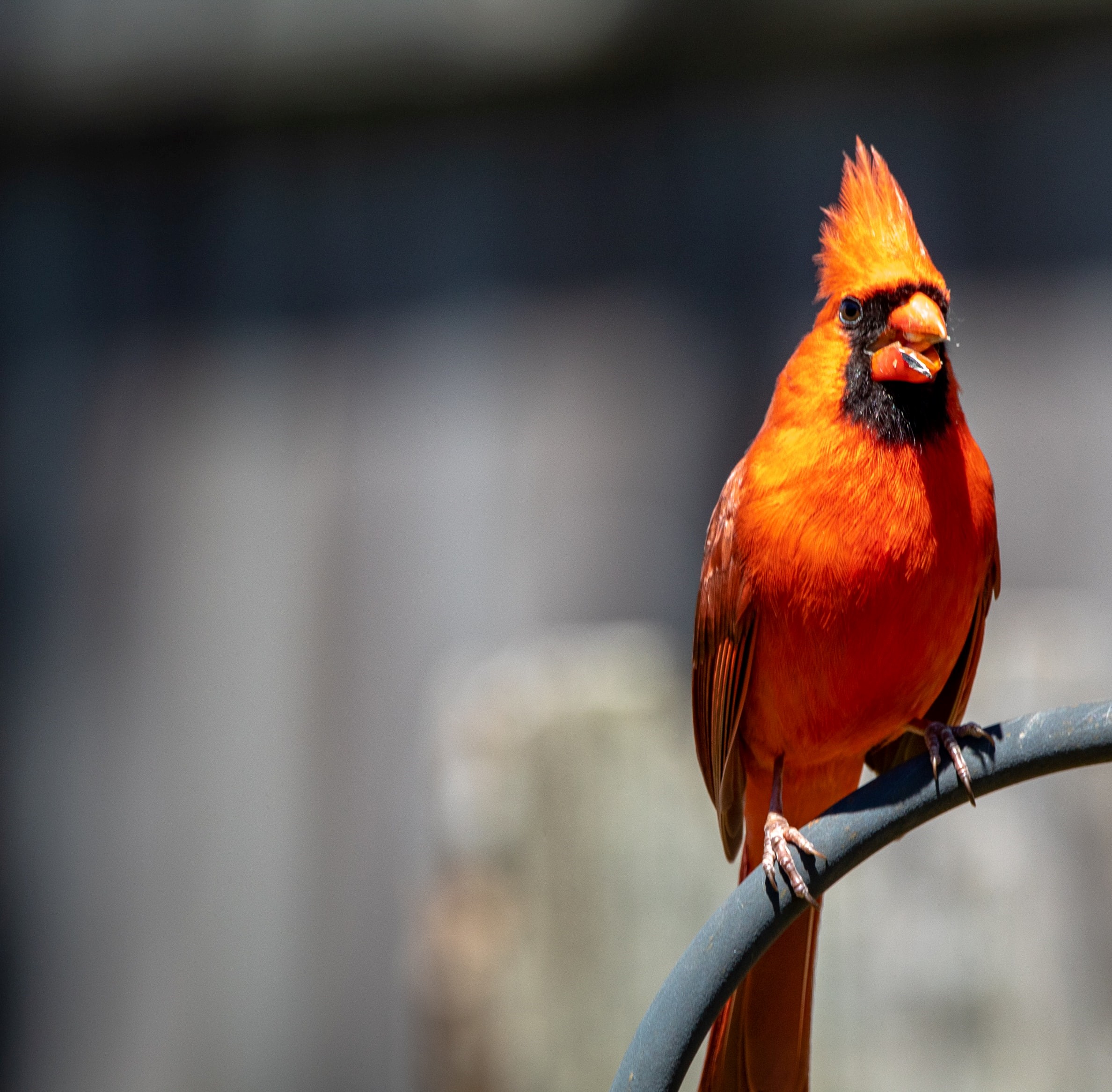 How To Identify Birds by Sound