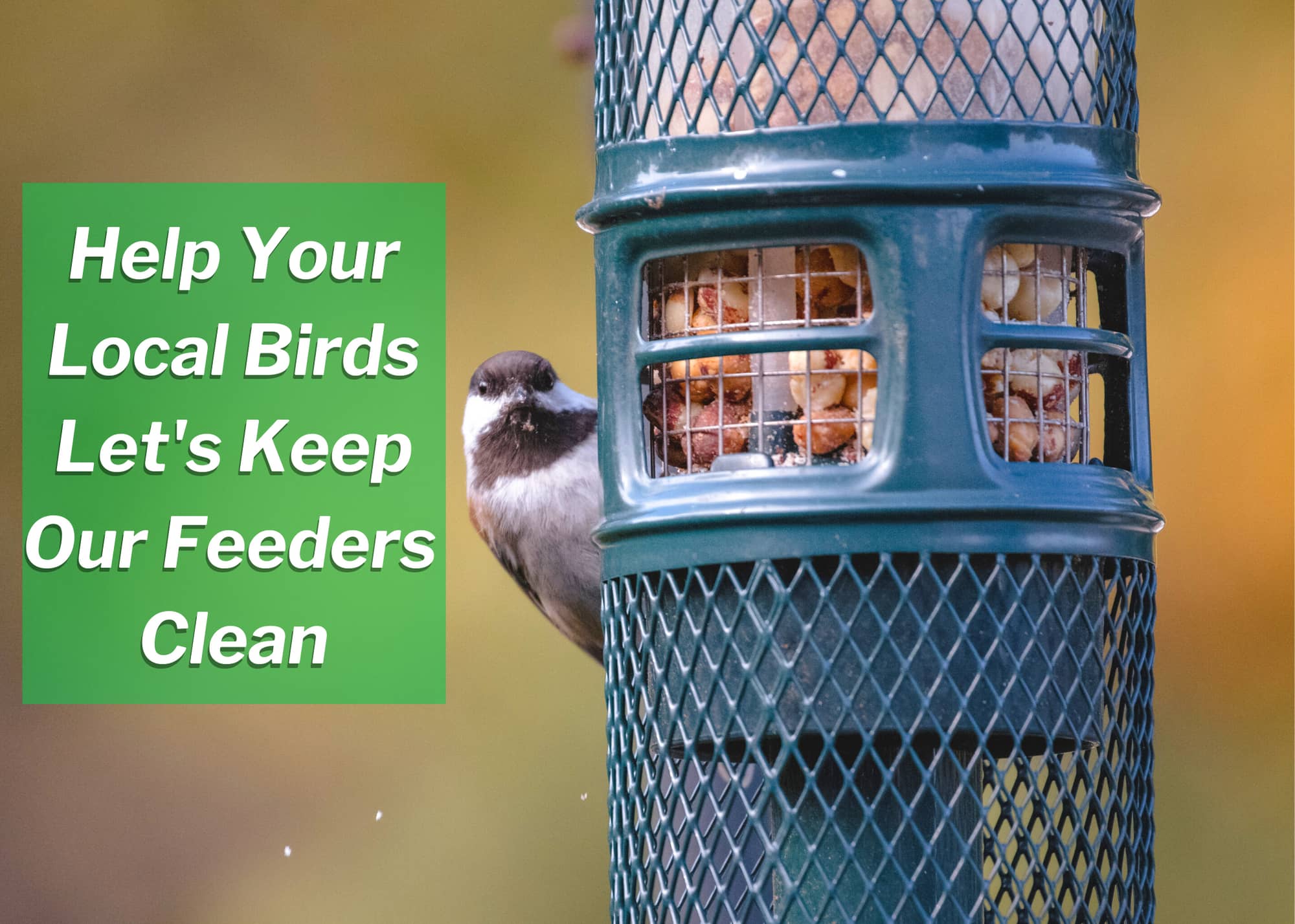 Keeping Songbirds Safe from Disease