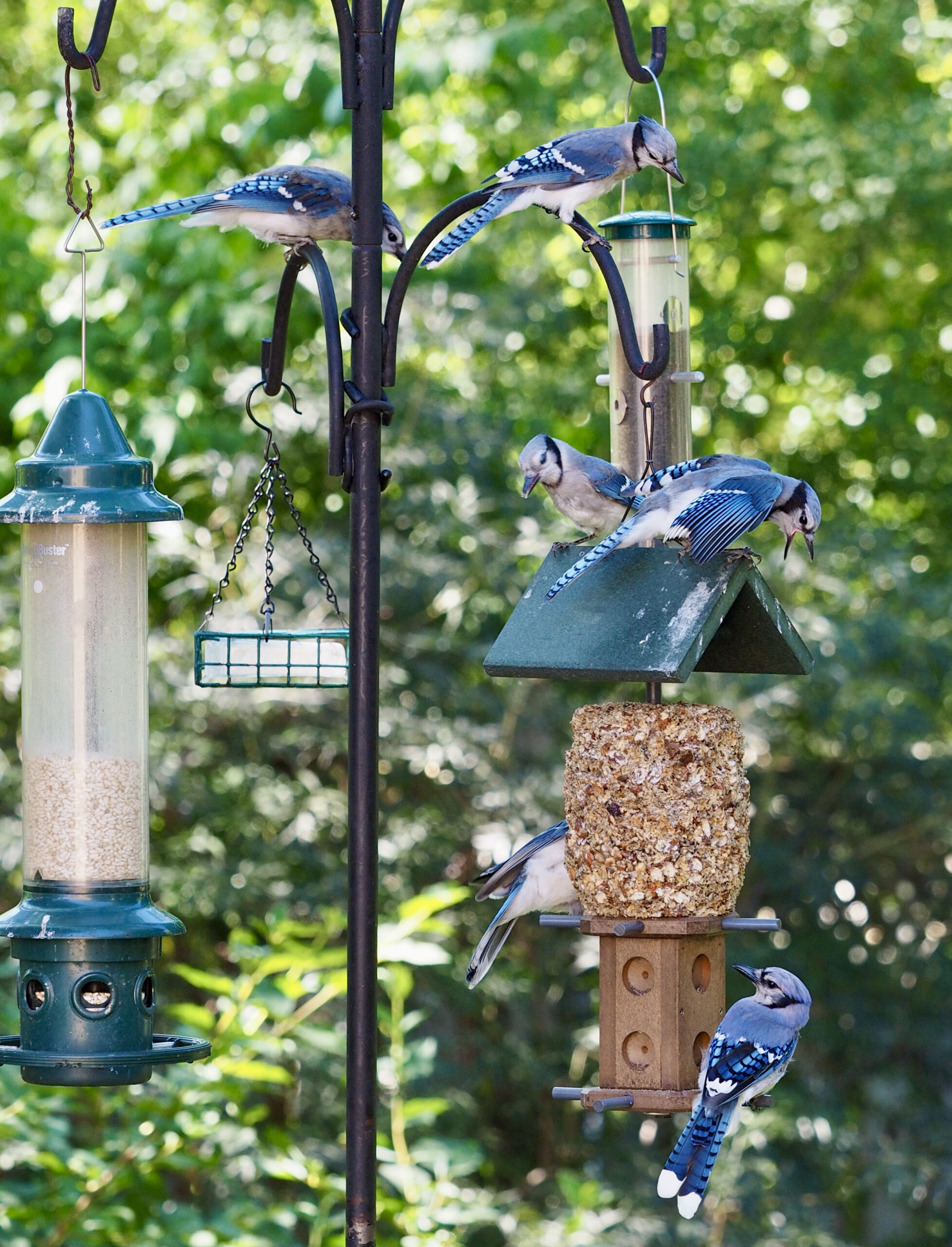 NATIONAL BIRD FEEDING MONTH