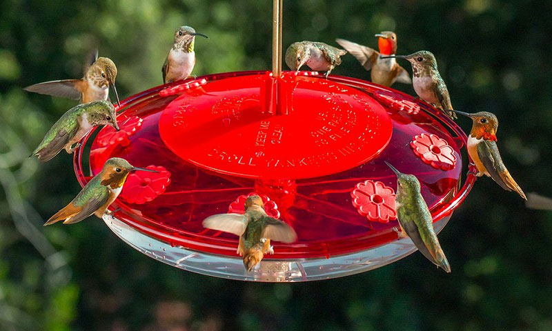 TIPS ON ATTRACTING ORIOLES AND HUMMINGBIRDS