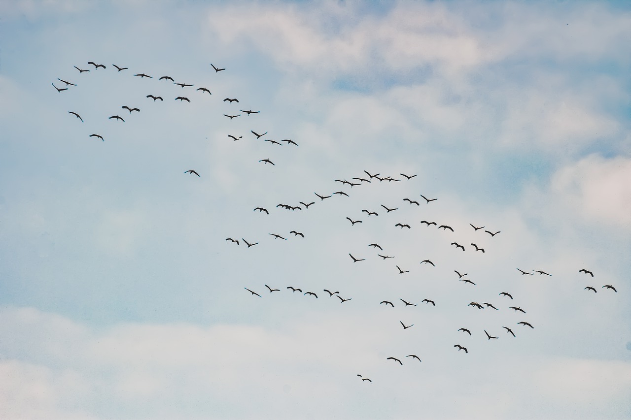 5 Amazing Facts About Bird Migration