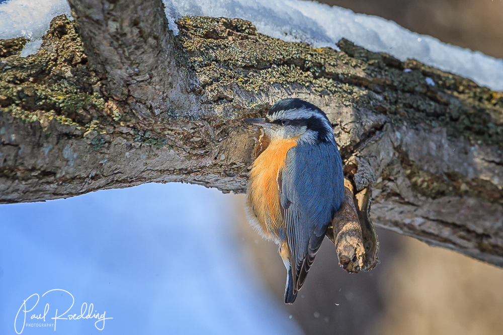 Help Birds Find Shelter This Winter by Adding a Roost Box to Your Yard!